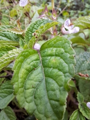Plectranthus ciliatus