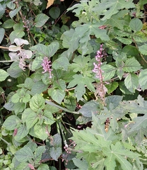 Plectranthus ciliatus