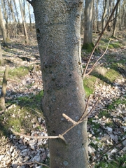 Acer pseudoplatanus