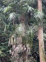 Trachycarpus fortunei