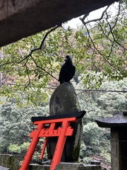 Corvus macrorhynchos