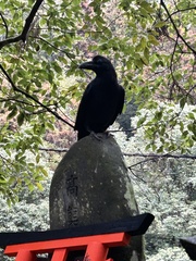 Corvus macrorhynchos