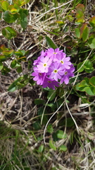 Primula farinosa