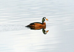 Nettapus auritus