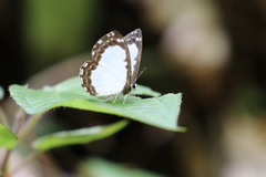 Stiboges nymphidia