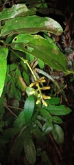 Utania volubilis