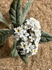 Heliotropium ramosissimum