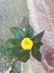 Turnera ulmifolia