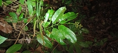 Utania volubilis