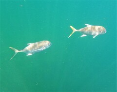 Caranx caninus
