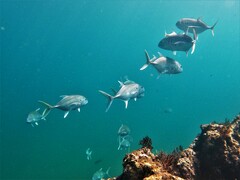 Caranx caninus