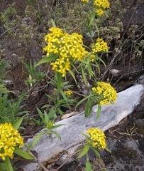 Barkleyanthus salicifolius