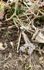 Erigenia bulbosa