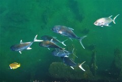 Caranx caninus