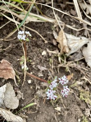Erigenia bulbosa