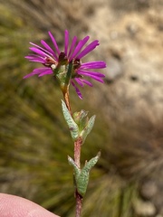 Erepsia bracteata