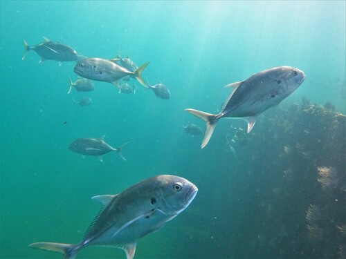 Pacific Crevalle Jack