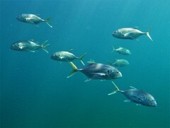 Caranx caninus
