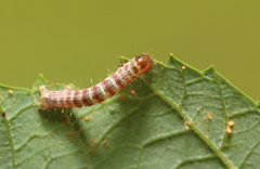 Hydriomena impluviata