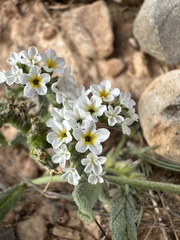 Heliotropium ramosissimum