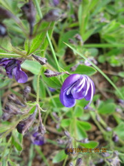 Rotheca hirsuta