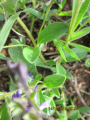 Rotheca hirsuta