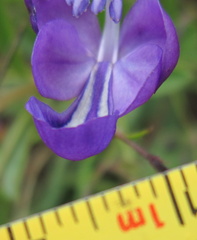 Rotheca hirsuta