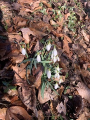 Galanthus