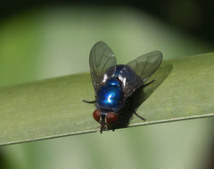 Lucilia eximia