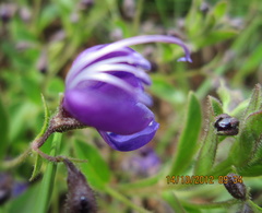 Rotheca hirsuta