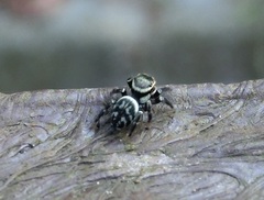 Carrhotus sannio