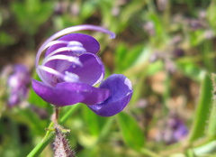 Rotheca hirsuta