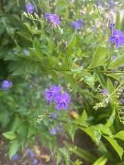 Duranta erecta