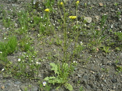Crepis sancta