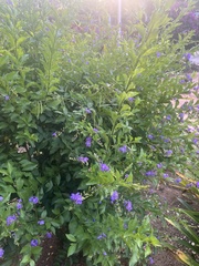 Duranta erecta
