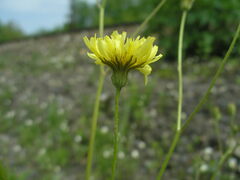 Crepis sancta