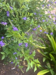 Duranta erecta