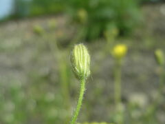 Crepis sancta