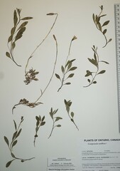 Campanula uniflora