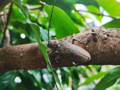 Batocera rufomaculata