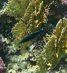 Gomphosus klunzingeri