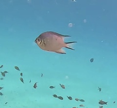 Amblyglyphidodon indicus
