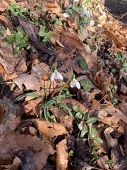 Galanthus