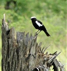 Myrmecocichla arnotti