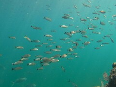 Haemulon maculicauda