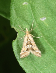 Diasemia accalis