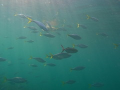 Caranx caballus