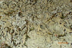 Flavoparmelia baltimorensis