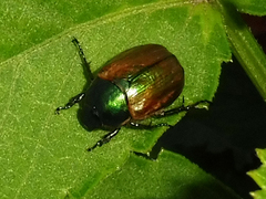 Anomala dubia