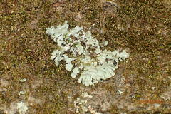 Myelochroa aurulenta